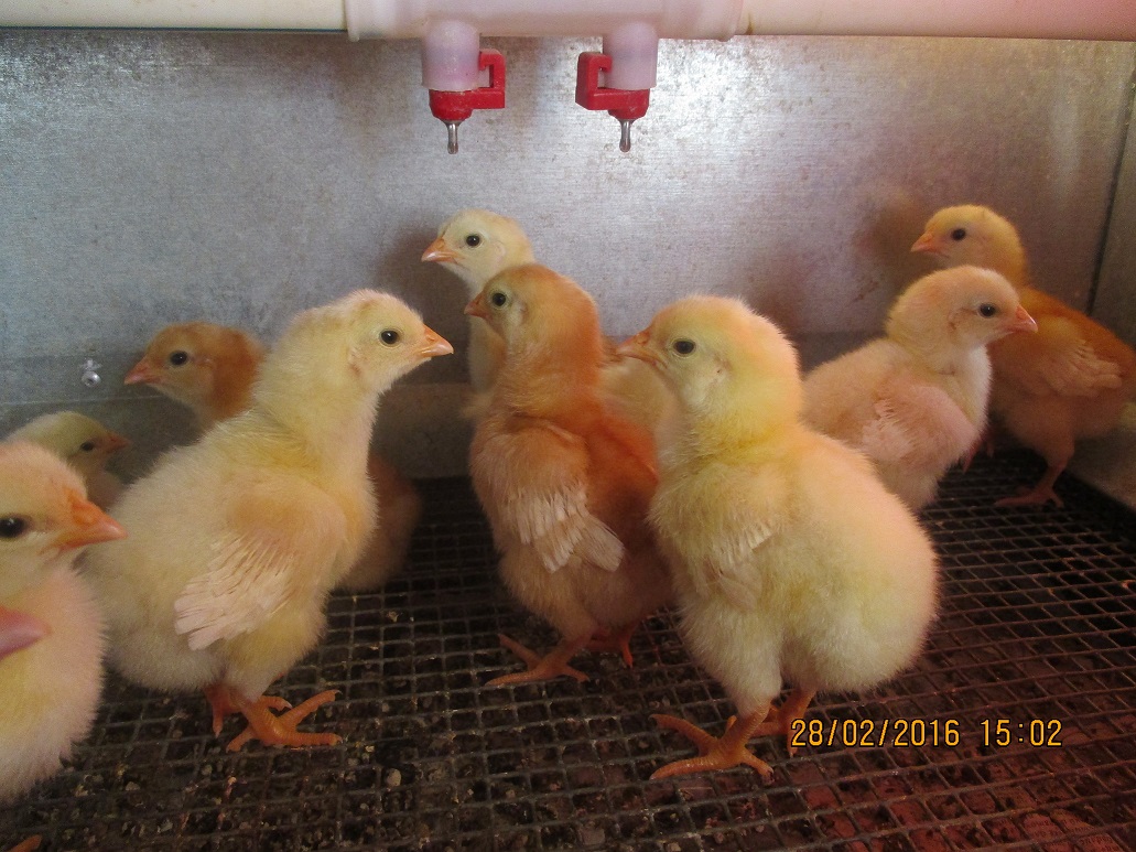 Как выглядят цыплята в 2 месяца фото